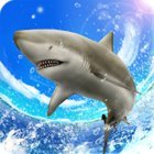Wild Shark Fishing