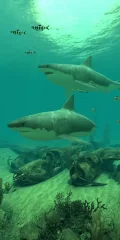 Sharks 3D screenshot 3