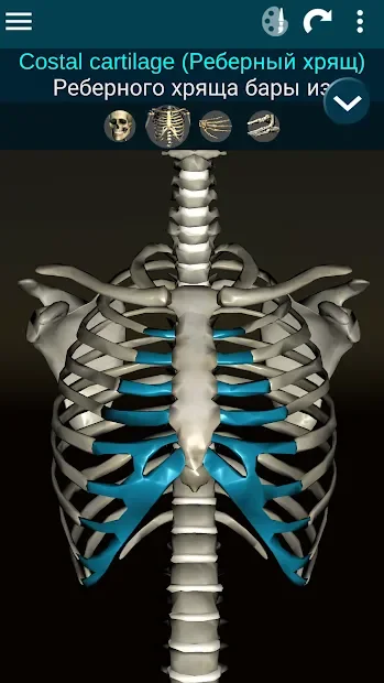 Osseous System 3D