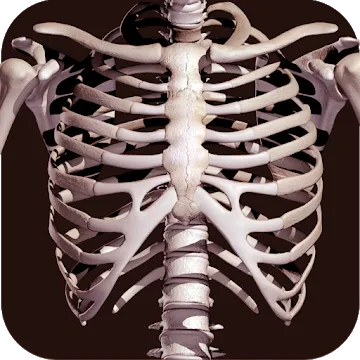 Osseous System 3D screenshot 1