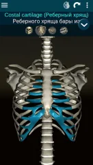 Osseous System 3D screenshot 2