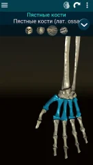 Osseous System 3D screenshot 3
