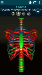 Osseous System 3D screenshot 5