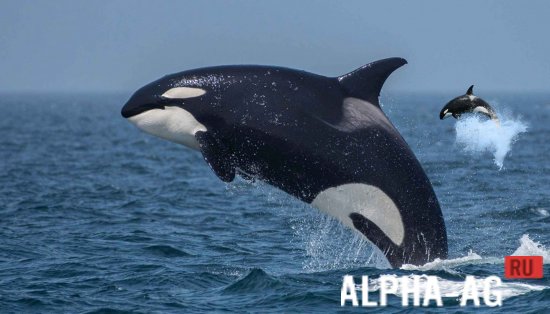 Mega Killer Whale Simulator screenshot 4