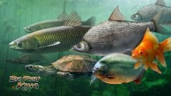 BIGFISH KING screenshot 4