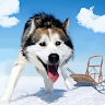 Alaskan Malamute Simulator gameplay preview 1