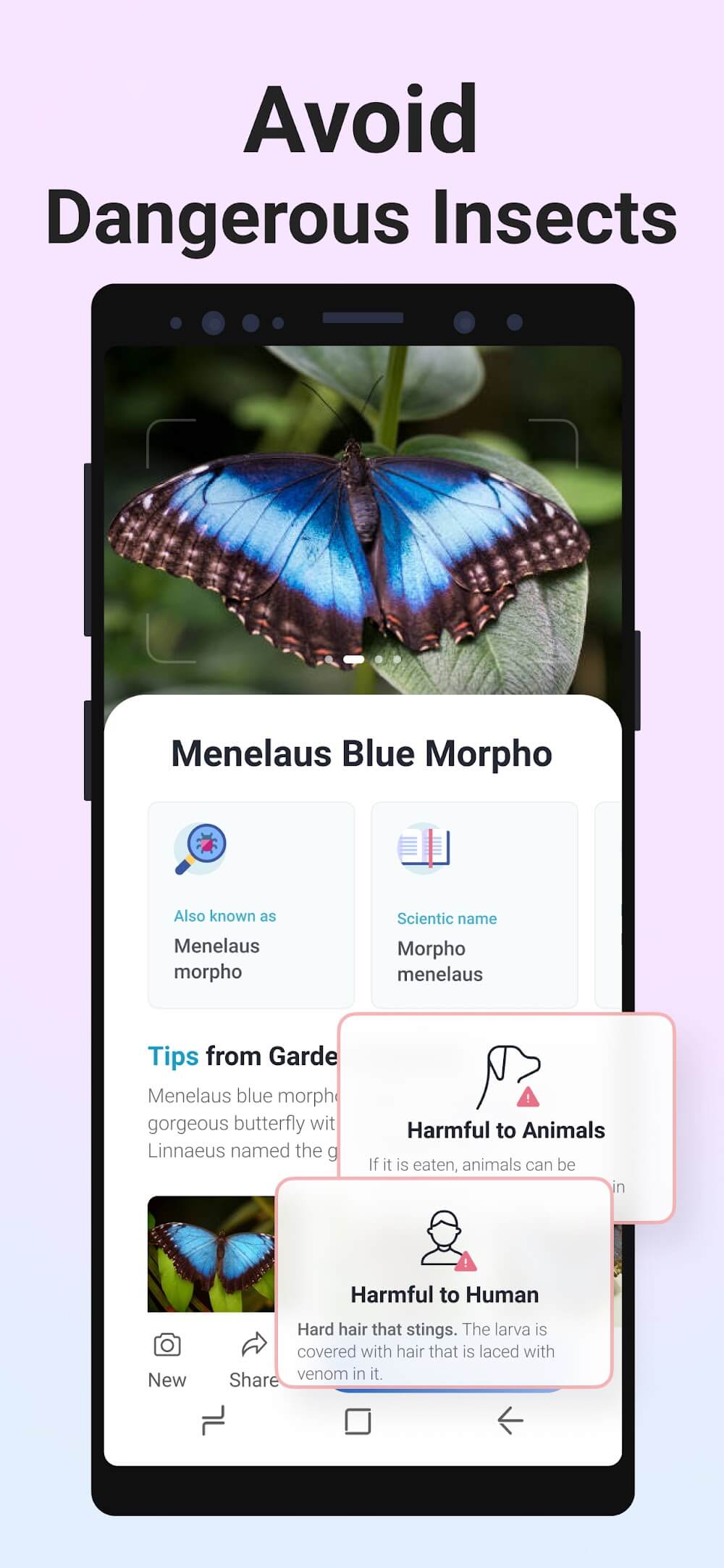 Picture Insect: Bug Identifier screenshot 6