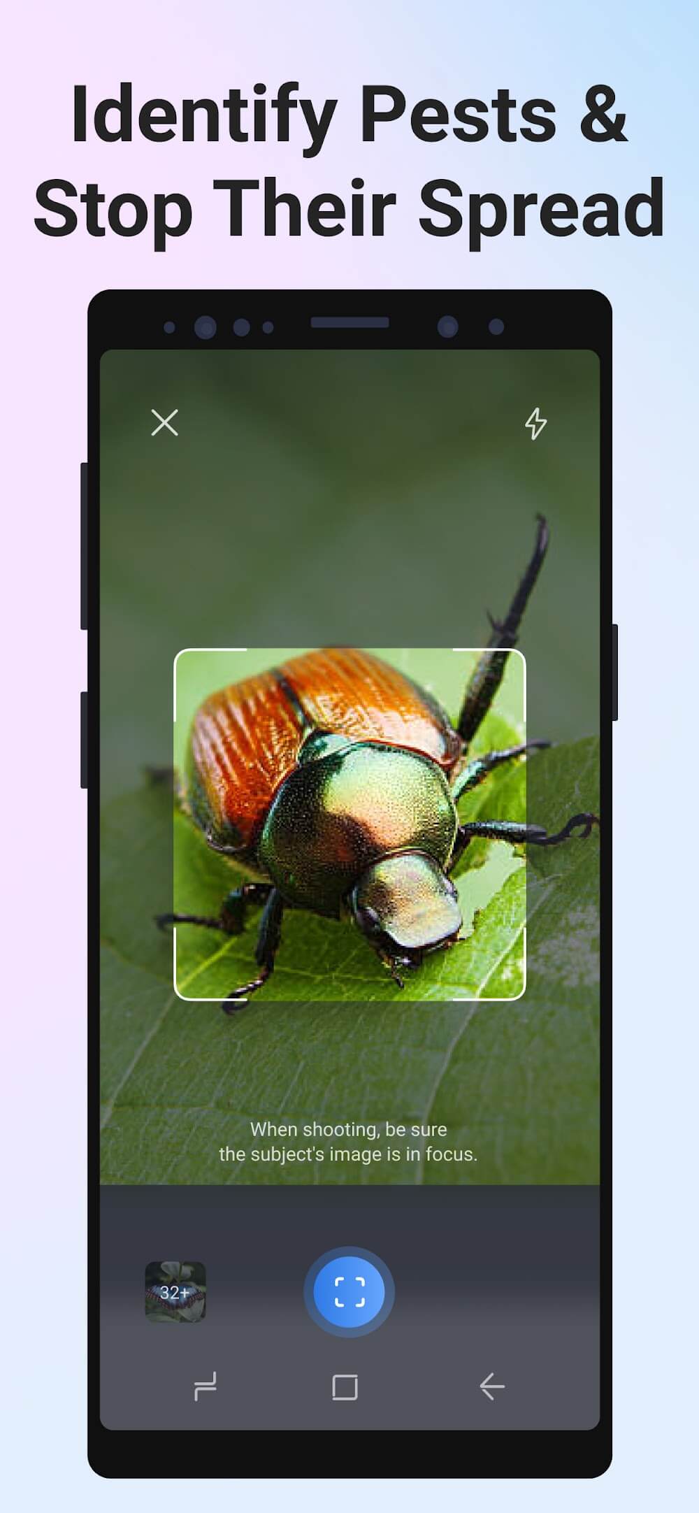 Picture Insect: Bug Identifier screenshot 7