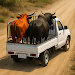 Animal Cargo Truck Simulator gameplay screenshot 1