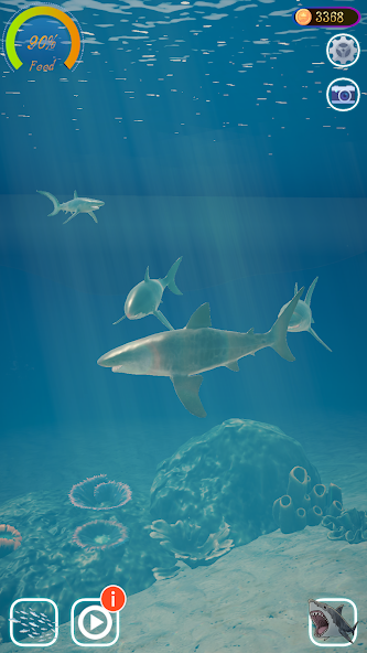 Shark Ocean