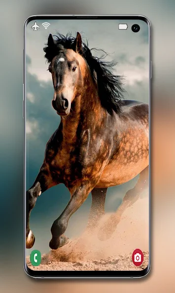 Horse Wallpapers and Backgrounds screenshot 3