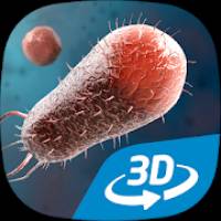 Bacteria interactive educational VR 3D