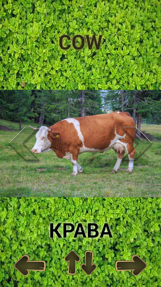 Animals