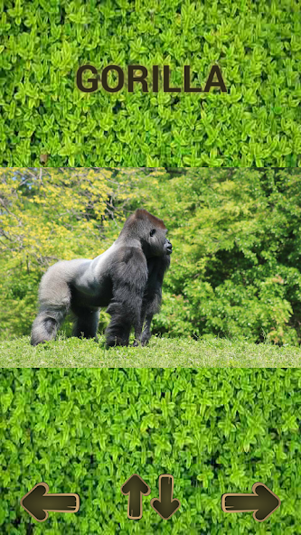 Animals screenshot 5