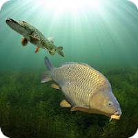 3dcarp 10.6