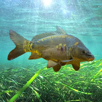 3DCARP2 screenshot 1