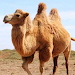 The Camel screenshot 1