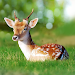 The Deer screenshot 1