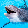 The Dolphin screenshot 1