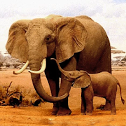 The Elephant screenshot 1