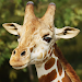The Giraffe gameplay screenshot 1