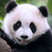 The Panda screenshot 1