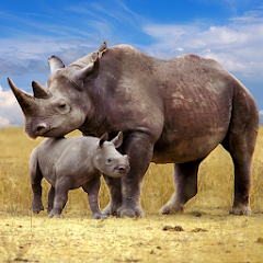 The Rhinoceros screenshot 1
