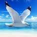 The Seagull screenshot 1