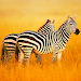 The Zebra screenshot 1