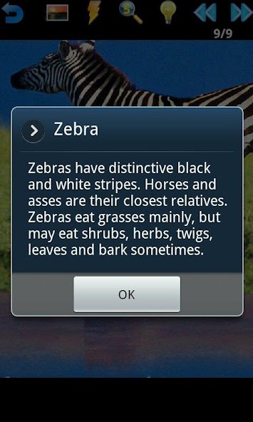Animal Puzzle screenshot 5