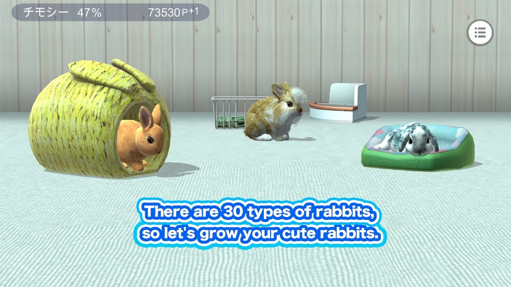 Rabbit