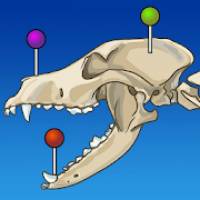 vet-Anatomy 1.20.1