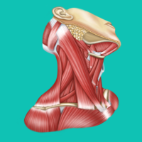 Взлом Easy Anatomy на Андроид