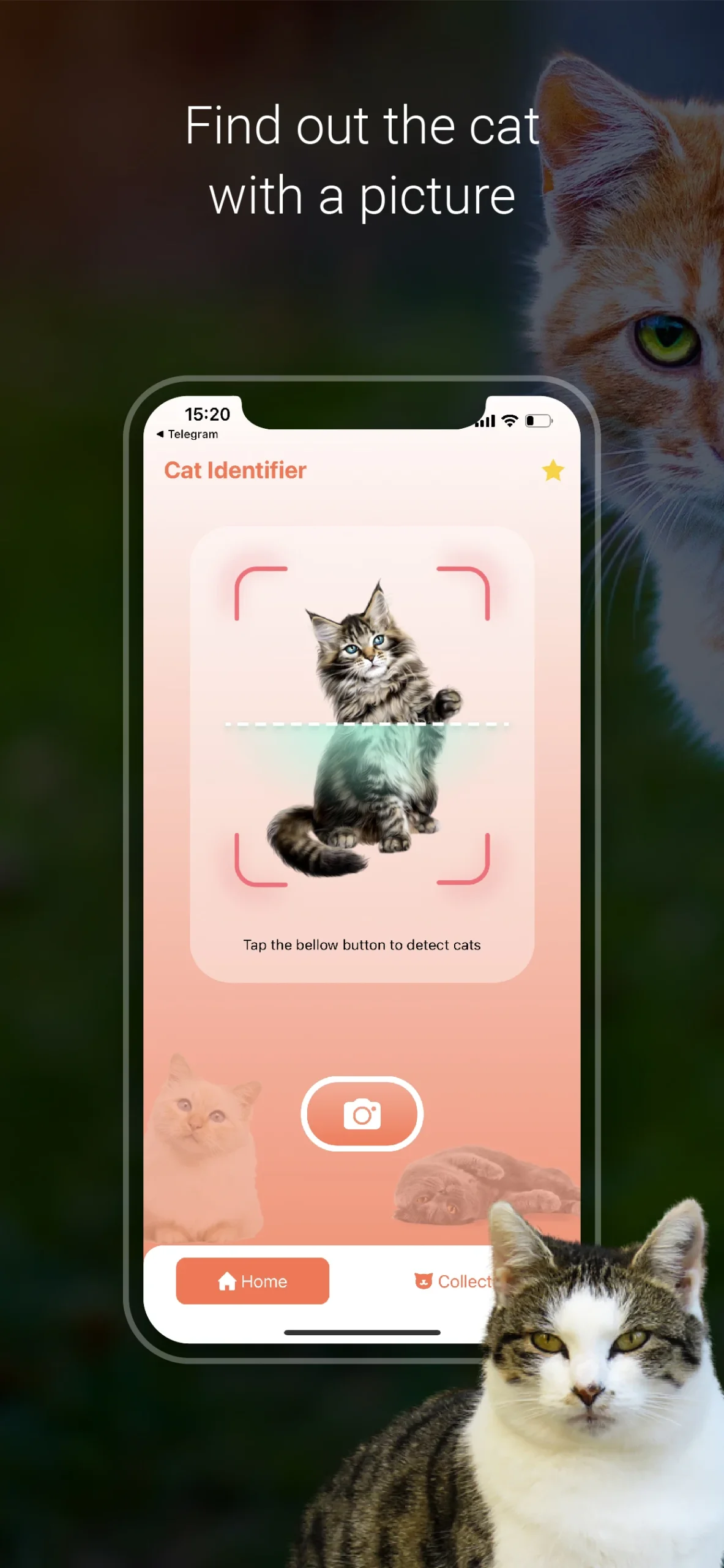 Cat Identifier - Cat Scanner screenshot 1