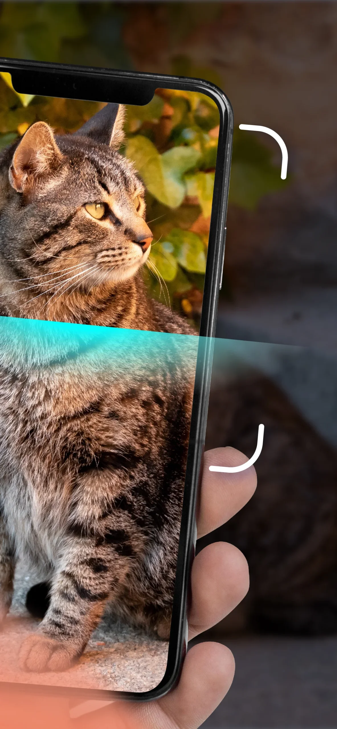 Cat Identifier - Cat Scanner screenshot 2