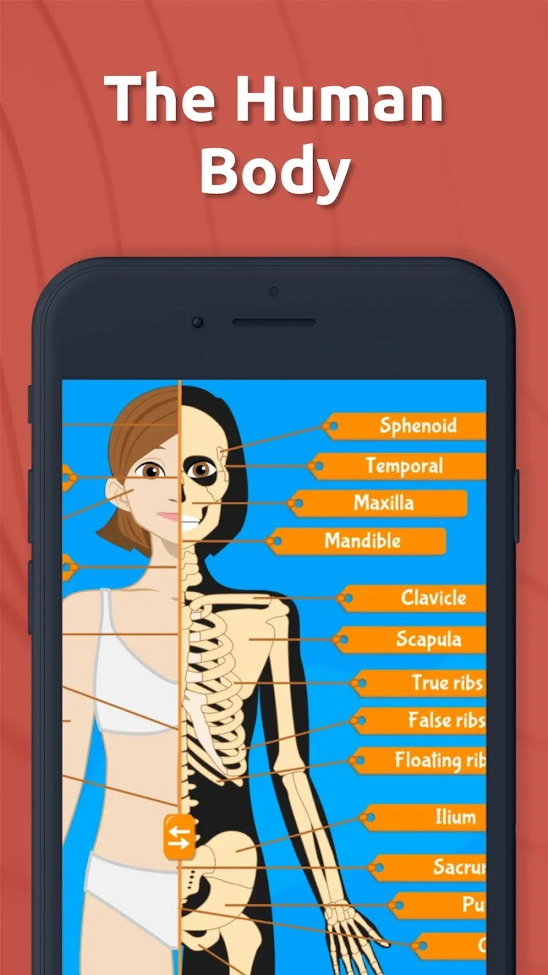 Anatomix screenshot 2