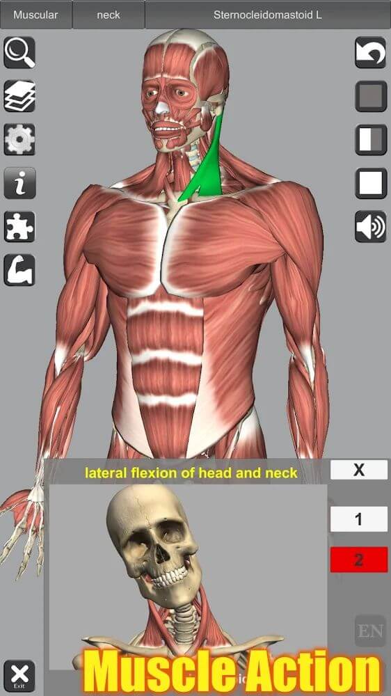 3D Anatomy screenshot 2