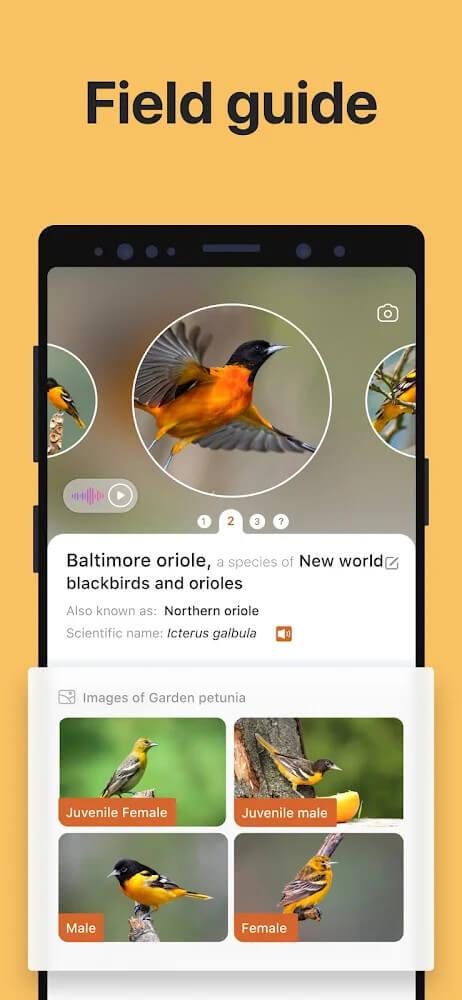 Picture Bird - Bird Identifier screenshot 5