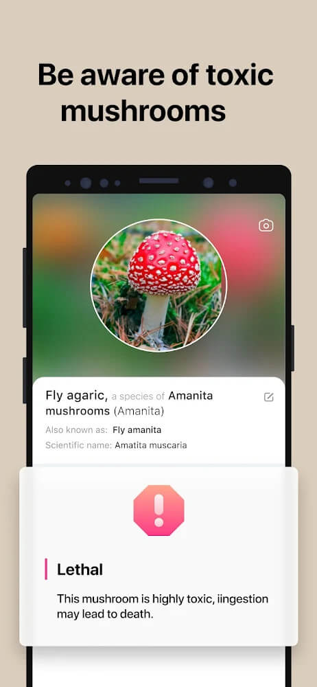 Picture Mushroom screenshot 4