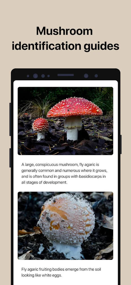 Picture Mushroom screenshot 5