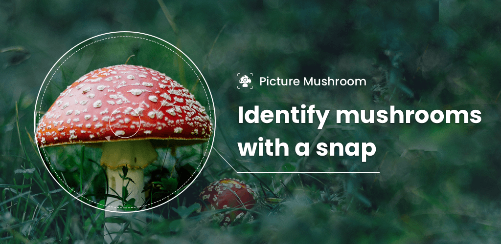 Picture Mushroom screenshot 1