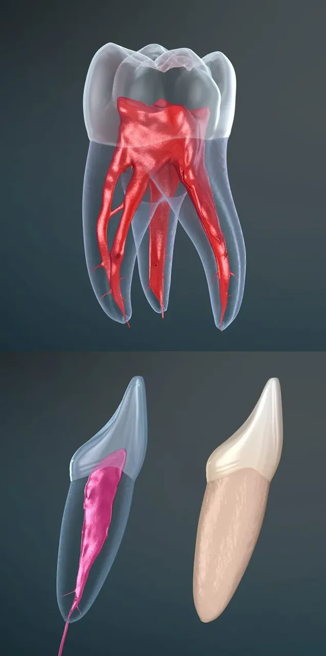 Dental 3D Illustrations screenshot 6