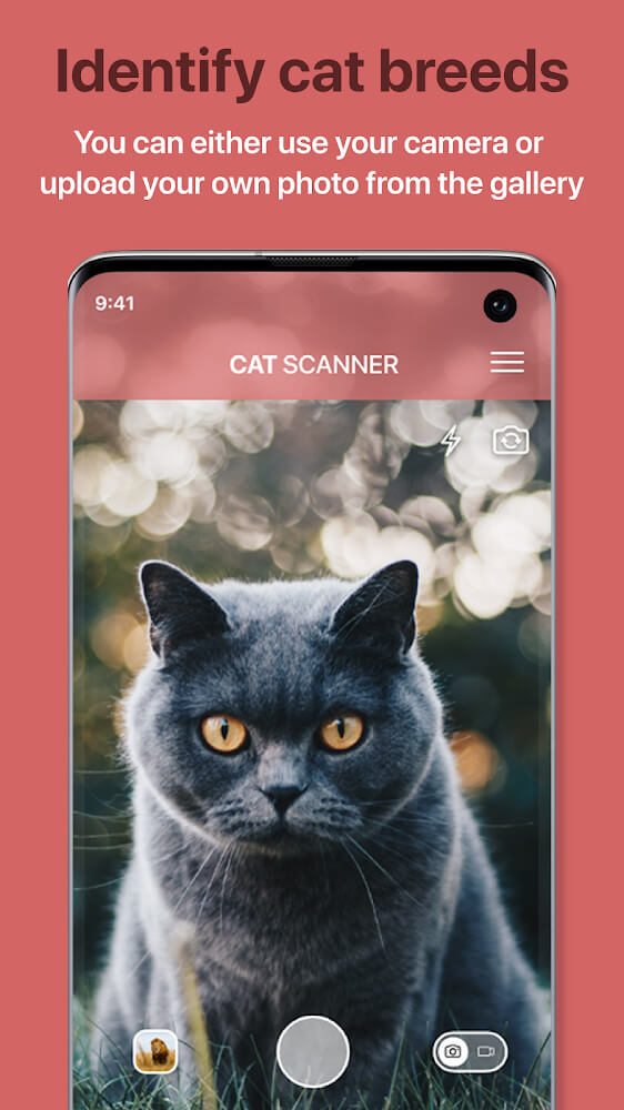 Cat Scanner screenshot 2