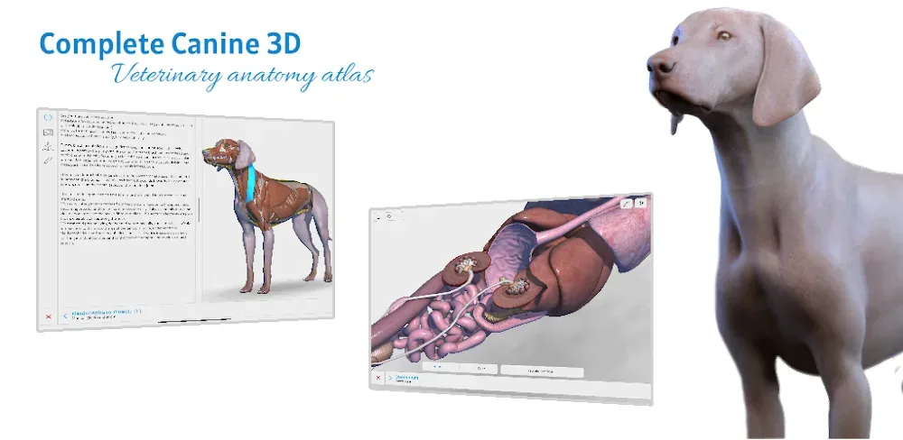 Complete Canine 3D - Anatomy screenshot 1