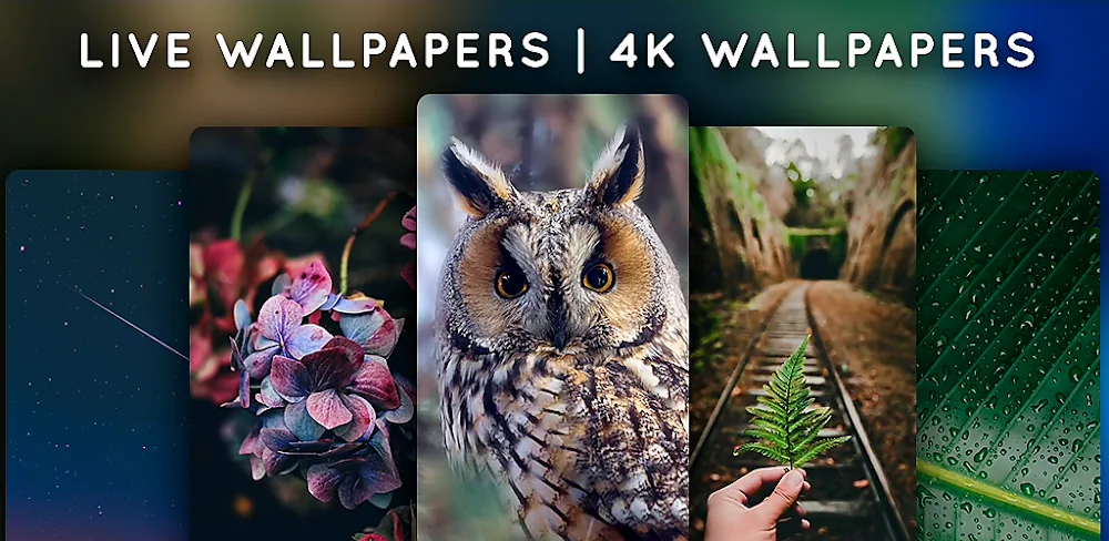 Live Wallpapers screenshot 1