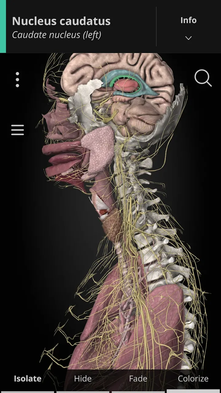 Anatomyka - 3D Anatomy Atlas screenshot 2