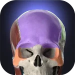 Anatomyka - 3D Human Anatomy Atlas