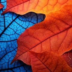 Natural Walls - 2K Wallpapers