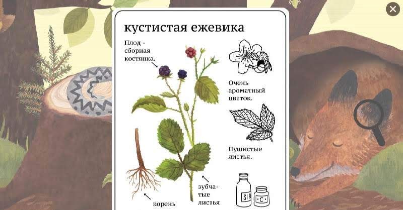 Little Mouse's Encyclopedia screenshot 2