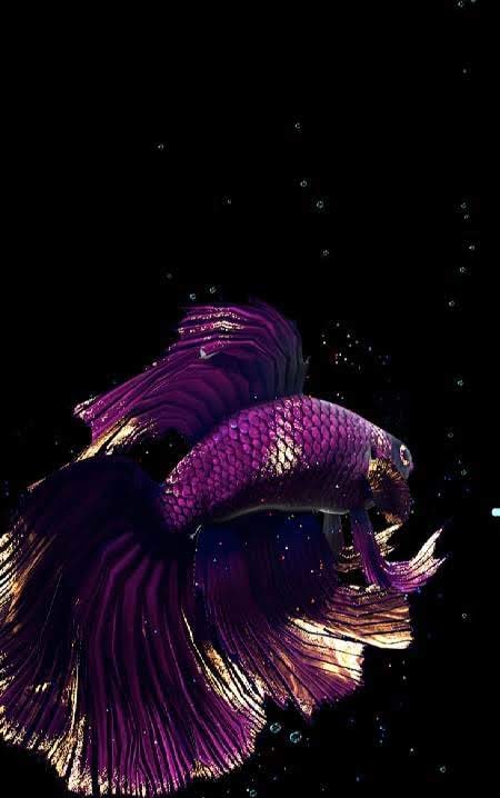 Betta Fish Live Wallpaper screenshot 3